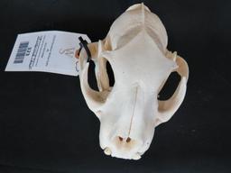 LEOPARD SKULL *ALL TEETH* *TX RESIDENTS ONLY*