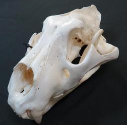 XL MASSIVE LION SKULL *TX RESIDENTS ONLY*