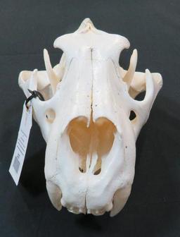 XL MASSIVE LION SKULL *TX RESIDENTS ONLY*