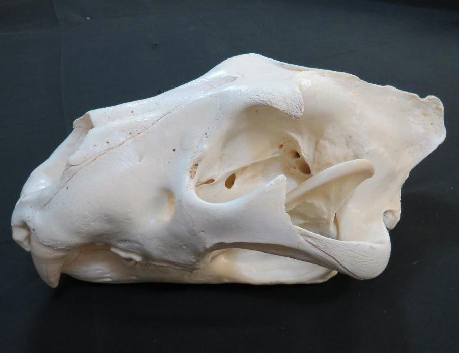 XL MASSIVE LION SKULL *TX RESIDENTS ONLY*