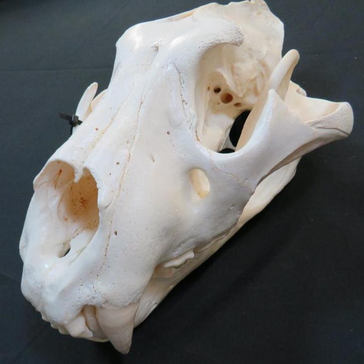 XL MASSIVE LION SKULL *TX RESIDENTS ONLY*