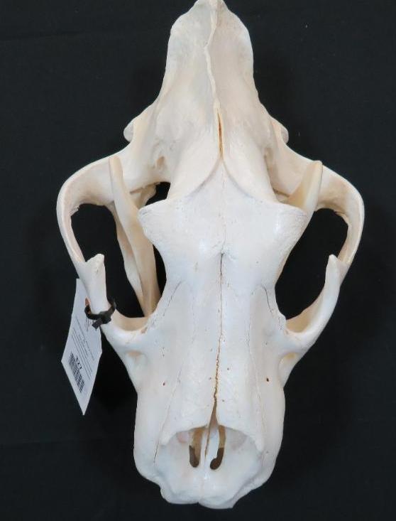 XL MASSIVE LION SKULL *TX RESIDENTS ONLY*