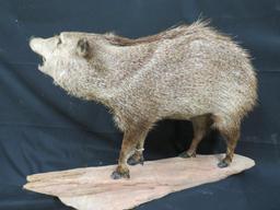 LIFESIZE JAVALINA