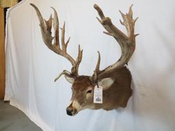 XL FREAK WHITETAIL SH MT -HEAVY