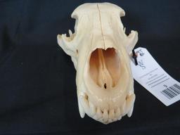 BLACK BEAR SKULL