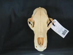 BLACK BEAR SKULL