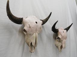 2 BUFFALO SKULLS