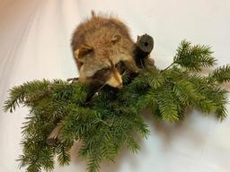 LIFESIZE RACCOON ON LIMB