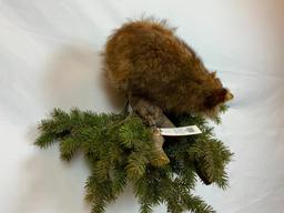 LIFESIZE RACCOON ON LIMB