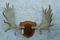 Moose antlers on decorative shield