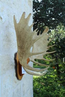 Moose antlers on decorative shield