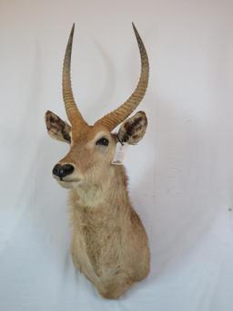 SUPER NICE BLONDE WATERBUCK SH MT