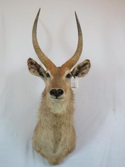 SUPER NICE BLONDE WATERBUCK SH MT