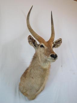 SUPER NICE BLONDE WATERBUCK SH MT