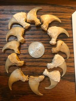 set of 12 Beautiful MOUNTAIN LION CLAWS, very NICE Taxidermy (12x$)