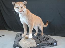 REALLY NICE STANDING MOUNTAIN LION NO BASE