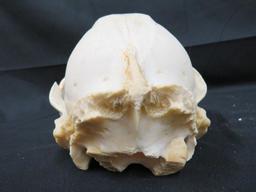 BLACK BEAR SKULL