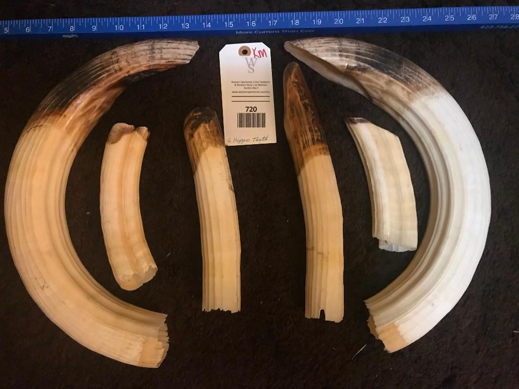 AWESOME set of 6 HUGE HIPPO IVORIES / TEETH/TUSK = 8 + Lbs