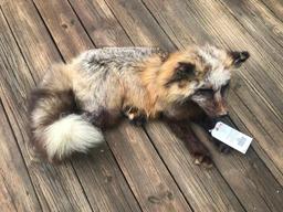 Beautiful and very large Alaskan Cross Fox laying down Life-size Taxidermy mount