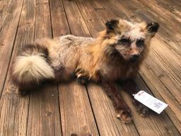 Beautiful and very large Alaskan Cross Fox laying down Life-size Taxidermy mount