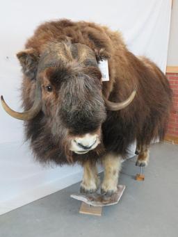 LIFESIZE MUSK OX