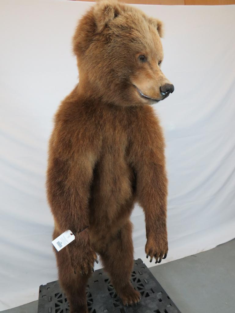 LIFESIZE BROWN BEAR