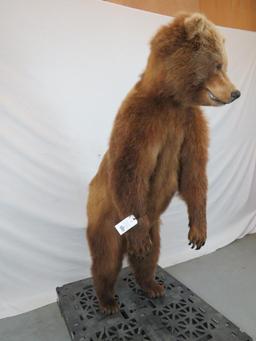 LIFESIZE BROWN BEAR