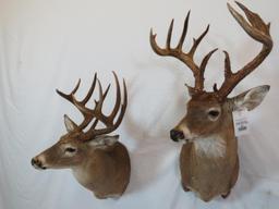 LARGE TX WHITETAIL SH MT