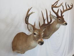 LARGE TX WHITETAIL SH MT