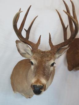 LARGE TX WHITETAIL SH MT