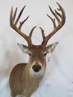 LARGE TX WHITETAIL SH MT