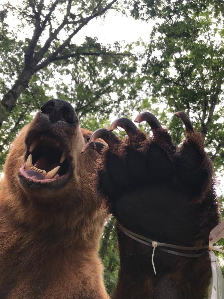 HUGE 8 foot 8 inch tall STANDING Alaskan Brown / Grizzly BEAR Beautiful Taxidermy ^ REAL CLAWS !!