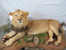 LIFESIZE LAYING LION (TX RESIDENTS ONLY)