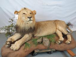 LIFESIZE LAYING LION (TX RESIDENTS ONLY)