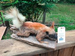 Rarely seen - Beautiful North Rim of the Grand Canyon KAIBAL Squirrel nice Taxidermy