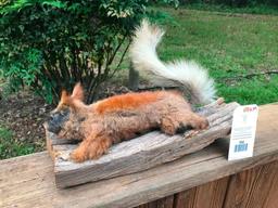 Rarely seen - Beautiful North Rim of the Grand Canyon KAIBAL Squirrel nice Taxidermy