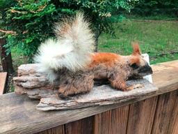 Rarely seen - Beautiful North Rim of the Grand Canyon KAIBAL Squirrel nice Taxidermy