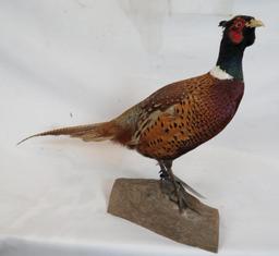 LIFESIZE STANDING PHEASANT