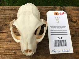 Beautiful Alaskan Lynx skull with ALL teeth- excellent = great Oddity Taxidermy