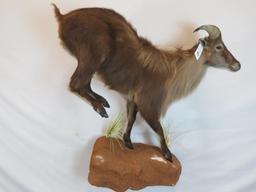 LIFESIZE LEAPING TAHR