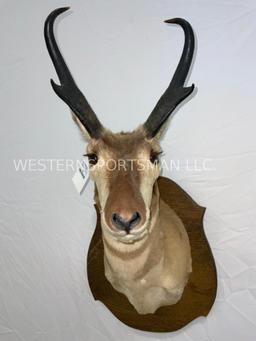 Pronghorn Sh Mt on Plaque TAXIDERMY