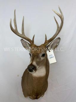 Nice Whitetail Sh Mt TAXIDERMY