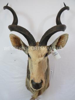 OLDER KUDU SH MT W/EAR DAMAGE TAXIDERMY