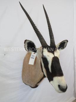 GEMSBOK SH MT TAXIDERMY