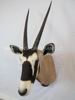 GEMSBOK SH MT TAXIDERMY