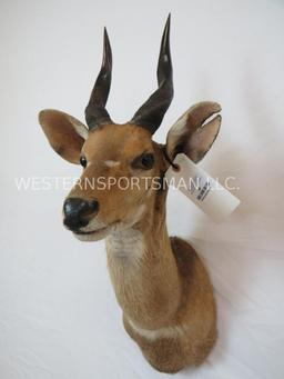 Bushbuck Sh Mt TAXIDERMY