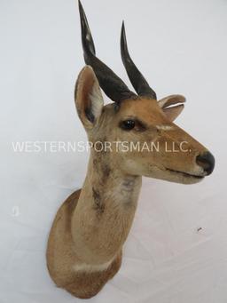 Bushbuck Sh Mt TAXIDERMY