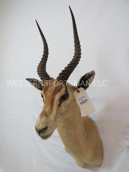 Thompson Gazelle Sh Mt TAXIDERMY