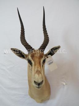 Thompson Gazelle Sh Mt TAXIDERMY