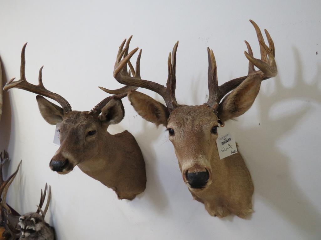 2 Old Whitetail Sh Mts (2x$)